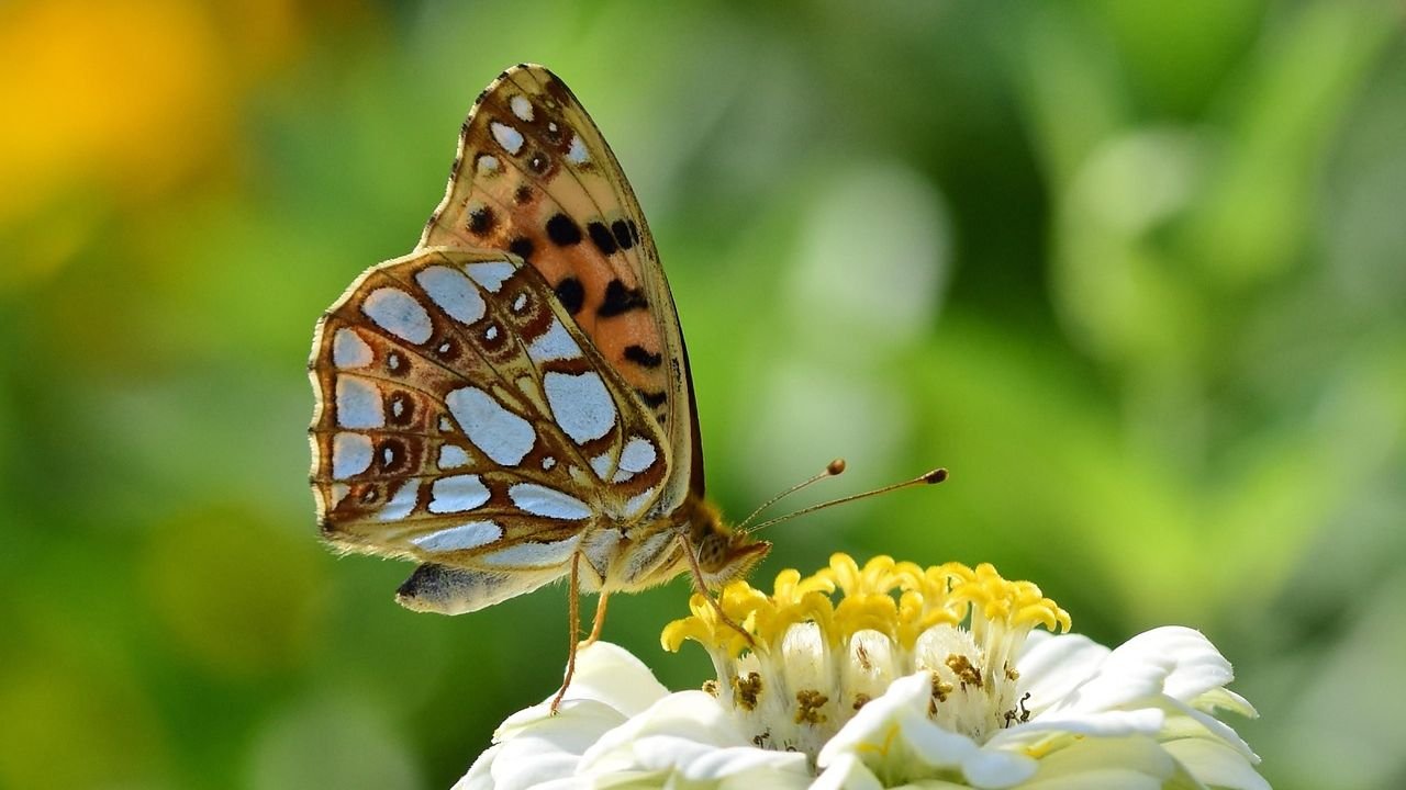 Fé e Meio Ambiente: caminhos espirituais e suas raízes ambientais